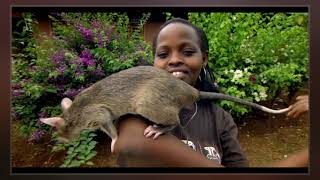 Gambian Pouched Rat [upl. by Rheba998]