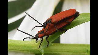 Roodschildkever Lygistopterus sanguineus copula [upl. by Ddahc282]