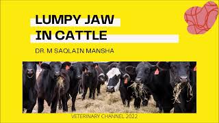 Large Animal Medicine Symptoms Diagnosis And Treatment Of Lumpy Jaw In Cattle  Actinomycosis [upl. by Janela]