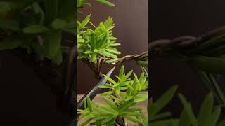 Treating scale on your bonsai bonsaitreecare bonsaitreesforbeginners [upl. by Lemaj121]