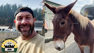 Ruby the senior mule will live at the sanctuary for the rest of her life  The Asher House [upl. by Anorahs499]