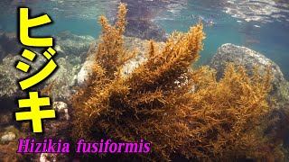 【 ヒジキ 】天然ヒジキの生える姿 Hizikia fusiformis [upl. by Euqinehs867]