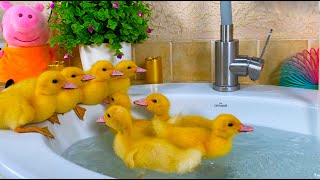 Ducklings jump into the water and swims in a sink [upl. by Oap]