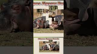 048 Hippos Animal Jigsaw Puzzle [upl. by Attenal185]