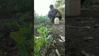 watered the celery plant nature farming celery shorts [upl. by Ynot]