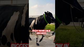 Biggest cow in Bangladesh new exclusive cows of sharif agro farm shortsfeed [upl. by Ecarret]