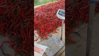 Short sharing Chilies Packing harvest chili farming gardening [upl. by Samled]