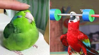 Smart And Funny Parrots Parrot Talking Videos Compilation 2023  Cute Birds 25 [upl. by Ztnaj]