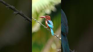 Whitethroated kingfisher birds youtubeshorts shorts wildlife [upl. by Uttasta183]