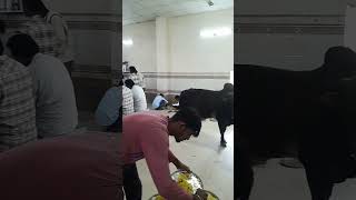 Ahara Kedar shortvideo comedy burla vimsar sambalpur viral video Sambalpur [upl. by Naihs532]