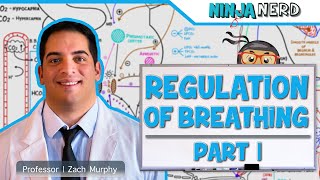 Respiratory  Regulation of Breathing Respiratory Centers Part 1 [upl. by Absalom]