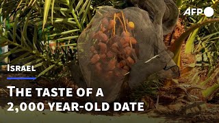 What does a 2000 yearold date taste like  AFP [upl. by Namlak]