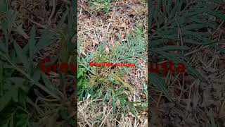 Grevillea robusta plant in my garden gardening kitchengarden farming [upl. by Gearhart181]