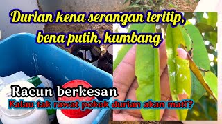 Kawalan berkesan serangga bena putih dan kumbang bagi durian musang king [upl. by Grindle]