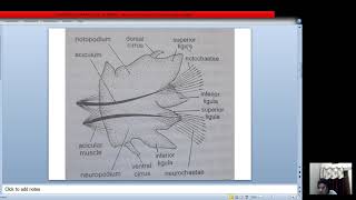 structure of parapodium of neries [upl. by Littell]