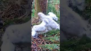 The insane Mother bird feeding baby life in nests bird lifecharmingbird nestShorts  BirdNesting [upl. by Netsirk961]