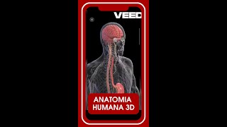 📢 Anatomia Humana Corpo Humano em 3D [upl. by Retsila244]