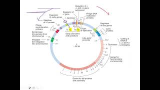 Lecture 4 Regulation of gene expression in phage lambda [upl. by Kalila]