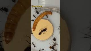 Messor barbarus🐜 VS Tenebrio🐛 [upl. by Kingdon]