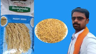 nuziveedu seeds ka sampada np 9558 paddy सम्पदा np 9558 धानpaddy seedstheadvancekisanpaddycrop [upl. by Kcirtapnaes]