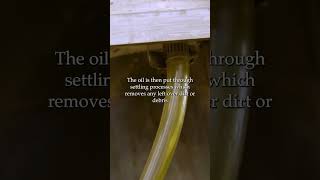 How its made Camelina Oil I Washington Grown [upl. by Ellesirg]