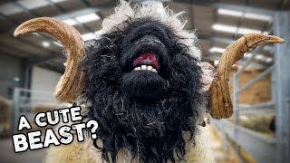 Shearing a HUGE Valais Blacknose RAM [upl. by Leilani425]