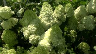 Paniculata hydrangeas have lovely coneshaped flowers [upl. by Shaum]