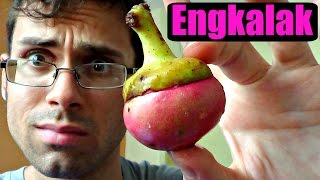 Engkala Review Litsea garciae  Weird Fruit Explorer Ep 145 [upl. by Lagas]