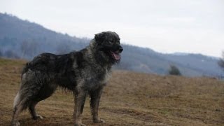 Ciobănesc Românesc Carpatin  Rumanian Sheepdog [upl. by Souza]