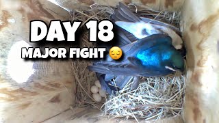 Day 18 Huge fight Birdhouse Nest Box Live Camera Highlights [upl. by Etnom233]