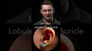 Ear Anatomy Basics [upl. by Gildus]