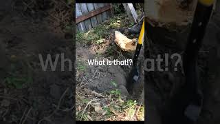 Stump Grinding Surprise stumpgrinding [upl. by Enitsrik]