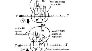 Traducción del ARN Síntesis de proteínas [upl. by Tonia]