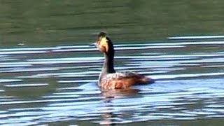 Eared Grebes Call  Breeding Plumage [upl. by Judie69]