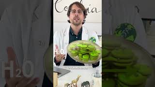 ¿En que parte de la célula vegetal se realiza la fotosíntesis [upl. by Rhody]