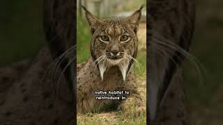 The Incredible Comeback of the Iberian Lynx [upl. by Daron]