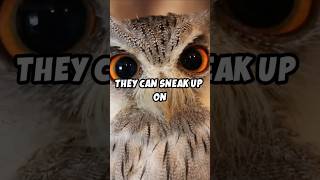 Fascinating Facts About Owls 🦉 Shorts Owl [upl. by Sissy589]