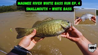 Maumee River White Bass Run Fishing Ep 4  Big Smallmouth Bass Caught [upl. by Akoyin]