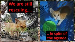 A kitten with severe scabies  a typical day  and DEMONITISATION AND CALUMNY catrescue irish [upl. by Nussbaum171]