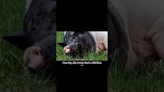 Bacon the Viral Pig A Journey from Piglet to Internet Sensationpig animals [upl. by Ocirrej]