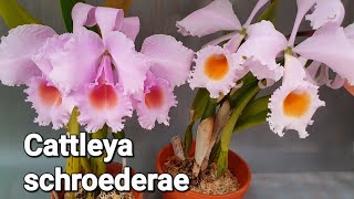 Cattleya schroederae 카틀레야 슈레데레 [upl. by Adnovay]