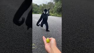 black crested gibbon🐵 [upl. by Wendi324]