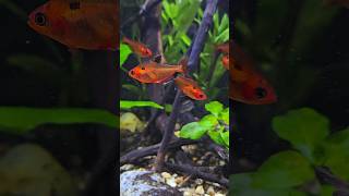 Tetra nezná bratra a tahle je krvavá 🙈🔥 aquarium Hyphessobrycon eques [upl. by Alleirbag]