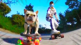 Dog Skateboard Challenge🐾🛹Smart dog plays skateboard with his owner in the evening [upl. by Atinauq]