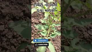 ટામેટાં ની ખેતી  TAMETA NI KHETI વિકાસ ની દવા ટામેટાંની ખેતી [upl. by Llenna]