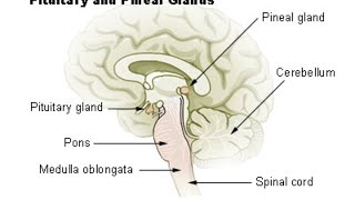 7776 trillion years ago Puranic Hinduism  60000 years Aboriginal people  the Grand Canyon [upl. by Elohcim424]