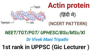 Actin protein  Tropomyosin  Troponin  NEET  PGT  TGT  MSc  BSc  UPHESC  CNET [upl. by Wayolle]