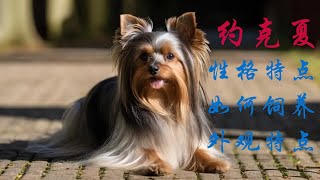 約克夏犬是現在備受歡迎的犬種，如果你想養一隻約克夏犬，那麼今天內容​​你一定要了解，約克夏犬的性格特點，約克夏犬的外觀，如何挑選純種約克夏犬，如何飼養約克夏犬 [upl. by Carlton]