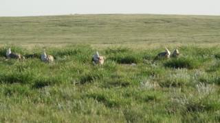 Sharp Tailed Grouse Mating Dance Alberta canada [upl. by Meehar9]