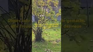 schrebergarten follow garten bio feigen project hochbeet trampoline music cover song [upl. by Aciamaj]